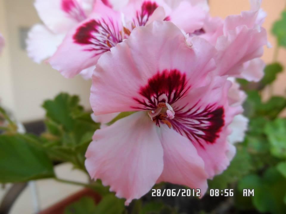 Gardenia Apartments 普里莫尔斯科 外观 照片